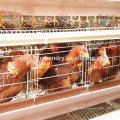 hot sale design layer chicken cages full automatic chicken cage